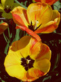 Tulipány