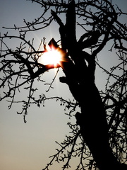 Strom