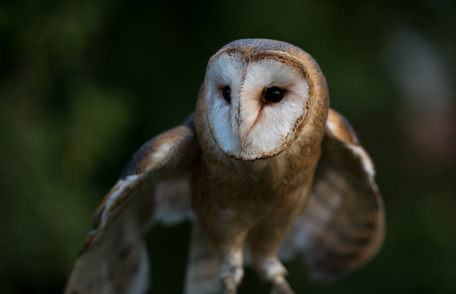 Tyto alba