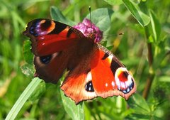 butterfly