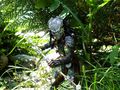 Predator