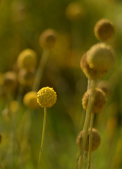 guličky, samé guličky