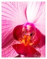 orchidea I