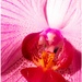 orchidea I