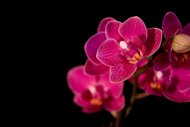 orchid