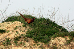 Bažant