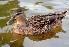 kačka