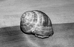 slimak