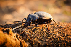 Carabus coriaceus
