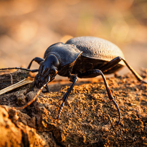 Carabus coriaceus