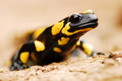 Salamandra