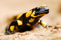 Salamandra
