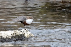 Cinclus cinclus