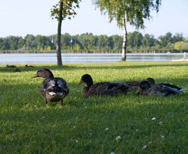 siesta