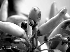 Chilli