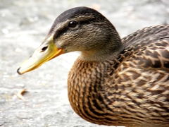 Kačka