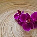 orchidea