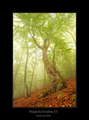 Magická krajina XV