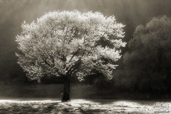 Magická krajina XXVI