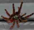 Avicularia Versicolor
