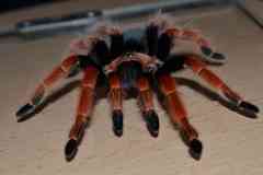 brachypelma boehmei