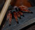 brachypelma boehmei