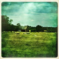 sheep