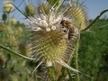 včielka