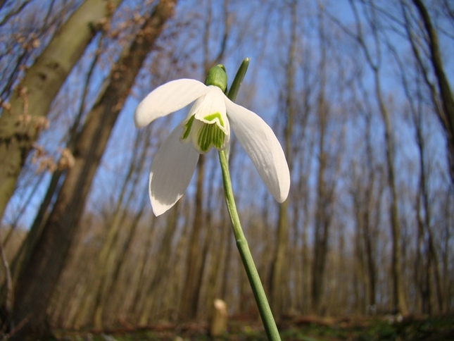 snežienka