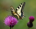 Papilio Machaon (Vidlochvost fen