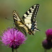 Papilio Machaon (Vidlochvost fen