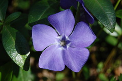 Zimozeleň (Vinca)