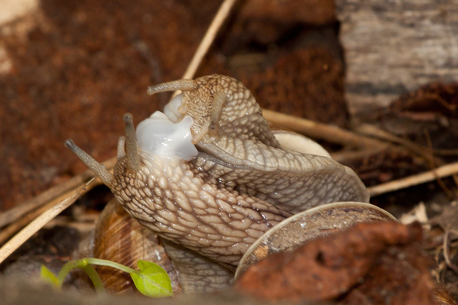 snail kiss
