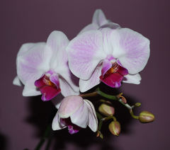 Orchidea