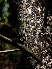 Lacerta viridis