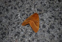 Nočný motýľ