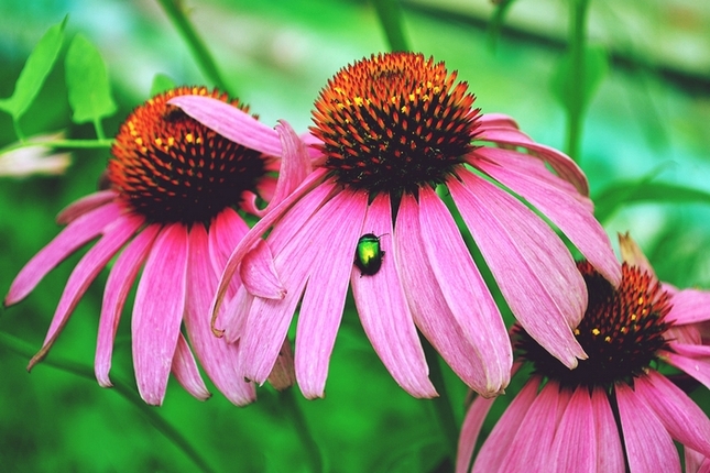 Kvety a chrobáčik