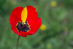 TuliPán