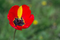 TuliPán
