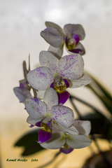 Orchidea