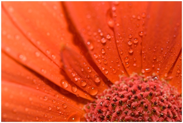 Gerbera hybrida.