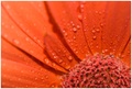 Gerbera hybrida.