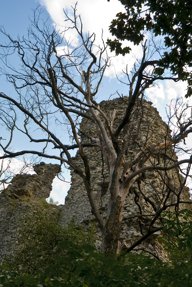 Stary strom a este starsi hrad..