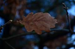 Čo zanechala jeseň