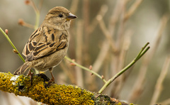 Passer domesticus