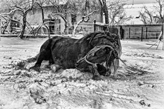 Radovánky v snehu