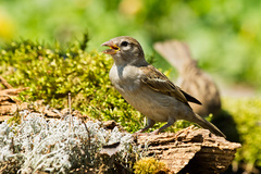Passer domesticus