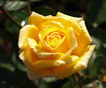 Ruža 2