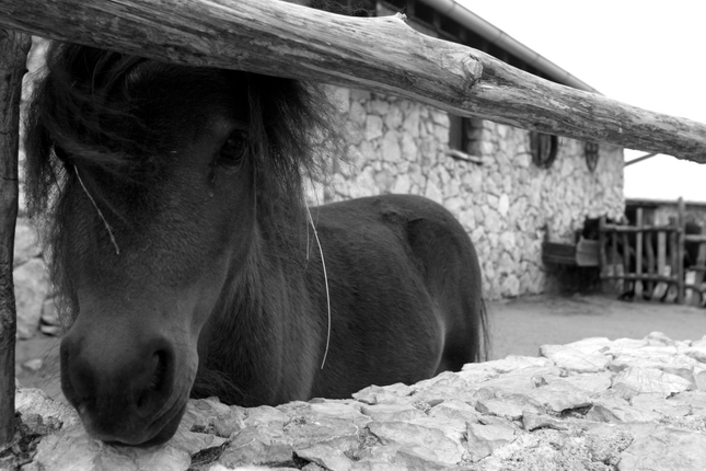 the horse behind