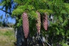 priroda
